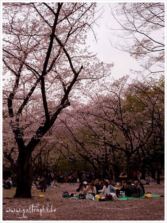 kirschbluete-tokio-2016